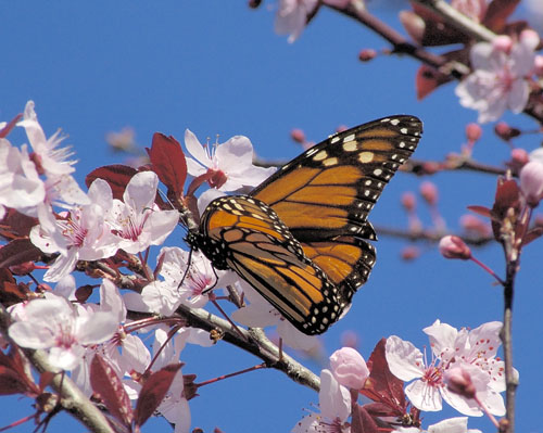 Photo - Butterfly and Blossoms