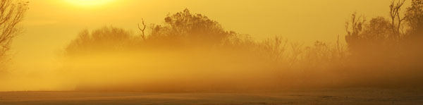 Photo - Golden Morning Mist