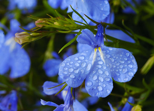 Photo - Lobelia with Dew