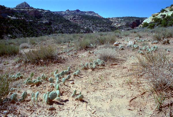 Photo - Cactus