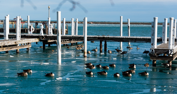 Photo - Geese and Ice