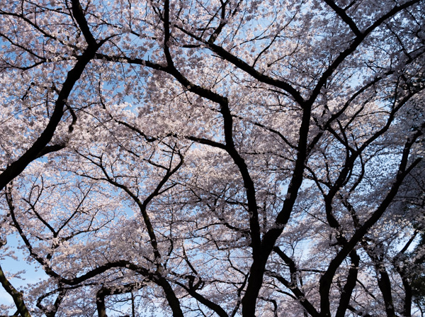 Photo - Canopy of Sakura