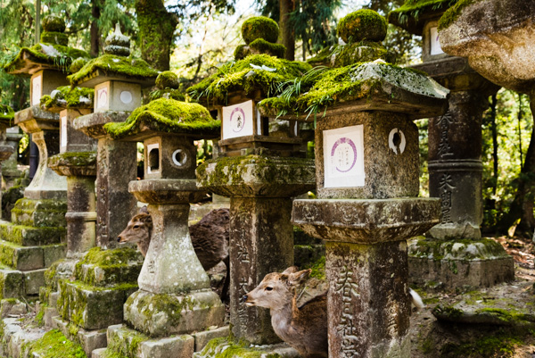 Photo - Lanterns and Deer