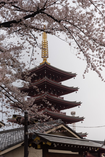 Photo - Pagoda and Cherry Blossoms