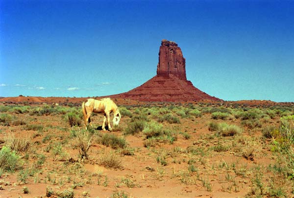 Photo - Horse Grazing