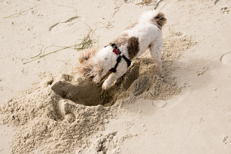 Photo - Dirt Moves, Ears Flap