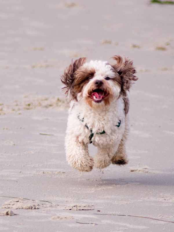 Photo - Flying for a Treat