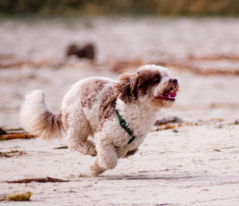 Photo - Quincy - Beach Demon