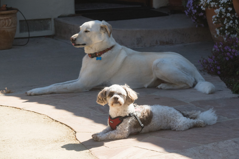 Photo - Quincy with his buddy Buddy