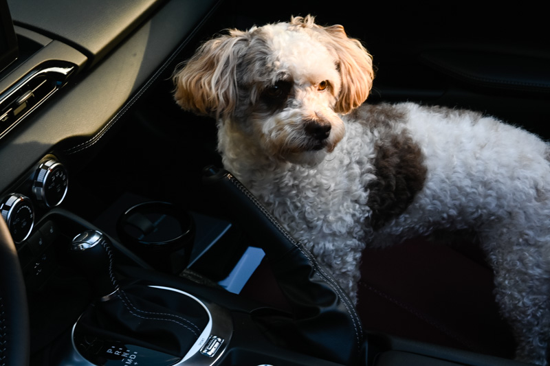 Photo - In Cheryl's New Car