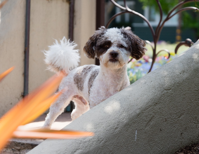 Photo - Quincy Standing Proud