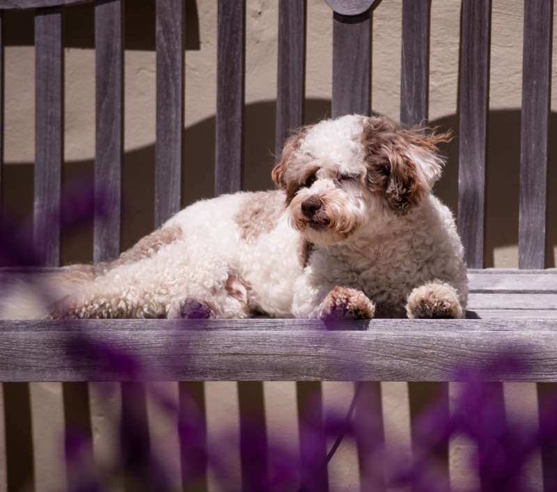 Photo - Relaxing on the Front Bench