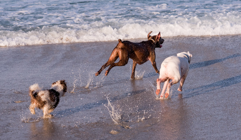 Photo - Running with the Big Dogs