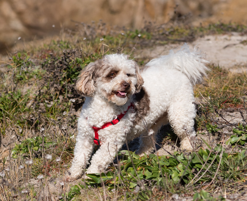 Photo - The Spirited FuzzBall