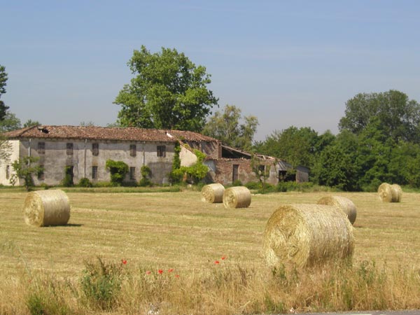 Photo - Wheat in Field