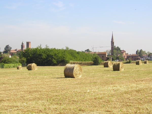 Photo - Wheat in Field