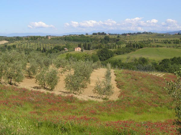 Photo - Orchards and Poppies