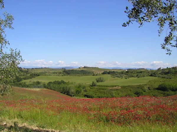 Photo - Poppies on Hillside