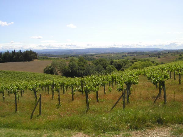 Photo - Vineyard