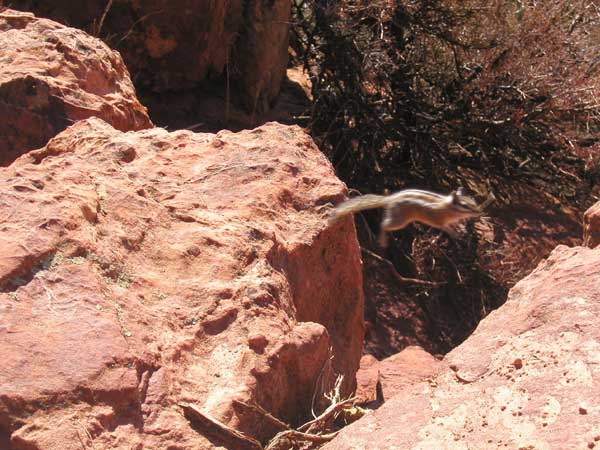 Photo - Chipmunk Leap